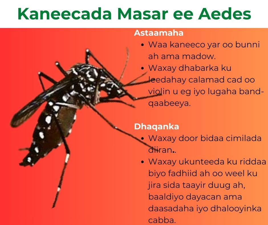 Aedis Egypti Mosquito Somali.jpg